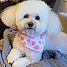 dog, white_dog, fluffy, small_dog, pet, bandana, hearts, indoors, blanket, couch, sitting, lying_down, portrait, close_up, fur, white_fur, black_nose, dark_eyes, cozy, cute