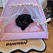 Runway a rejoint le concours — aidez-le/la à gagner de superbes lots ! black_cat, cat, pet, pink_tent, sheer_curtains, pom_poms, mat, runway_text, hardwood_floor, vase, decor, indoor, resting, animal, feline, cute, cozy, soft_fabric, collar, home