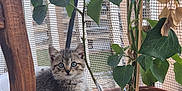 Nounou participe au concours pour gagner de l'argent avec cette photo : kitten, cat, plant, pot, leaf, greenery, terracotta_pot, white_pot, glass_cup, mesh_screen, urban_background, curious, feline, young_animal, paw, indoor_plant, wooden_chair, relaxing, nature, pet