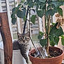 kitten, cat, plant, pot, leaf, greenery, terracotta_pot, white_pot, glass_cup, mesh_screen, urban_background, curious, feline, young_animal, paw, indoor_plant, wooden_chair, relaxing, nature, pet