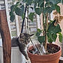 Nounou a rejoint le concours — aidez-le/la à gagner de superbes lots ! kitten, cat, plant, potted_plant, terracotta_pot, plastic_pot, leaf, greenery, balcony, mesh_screen, wooden_chair, curious, young_animal, urban_garden, indoor_plant, glass, soil, pet, small_animal, feline