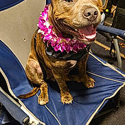 Saint is registered to the contest to win money with this photo: animal, brindle, carpet, chair, close_up, cute, dog, domestic_animal, fabric, flower_lei, folding_chair, happy, indoor, leash, pet, portrait, sitting, smiling, storage, tongue_out