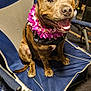 animal, brindle, carpet, chair, close_up, cute, dog, domestic_animal, fabric, flower_lei, folding_chair, happy, indoor, leash, pet, portrait, sitting, smiling, storage, tongue_out
