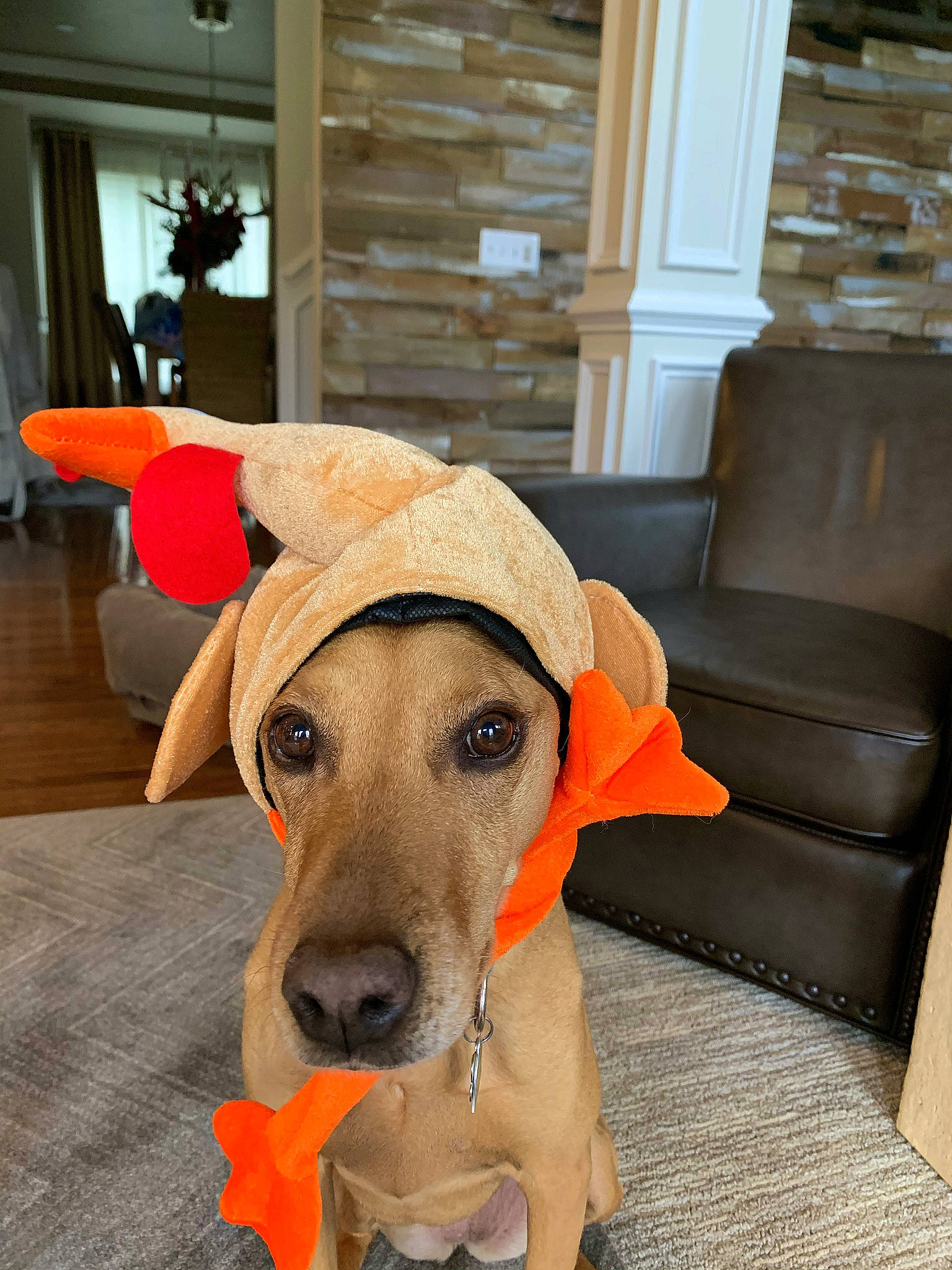 Sadie is registered to the contest to win money with this photo: carnivore, chair, collar, comfort, companion_dog, dog, dog_breed, dog_clothes, dog_collar, dog_supply, door, fawn, floor, flooring, pet_supply, selfie, snout, sporting_group, wood, working_animal