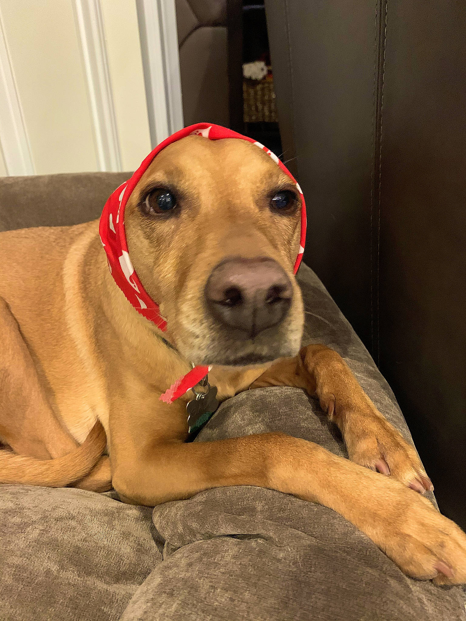 Sadie joined the competition — help win amazing prizes! canidae, carnivore, collar, comfort, companion_dog, dog, dog_breed, dog_collar, dog_supply, ear, fawn, fur, guard_dog, gun_dog, liver, pet_supply, retriever, sporting_group, whiskers, working_animal