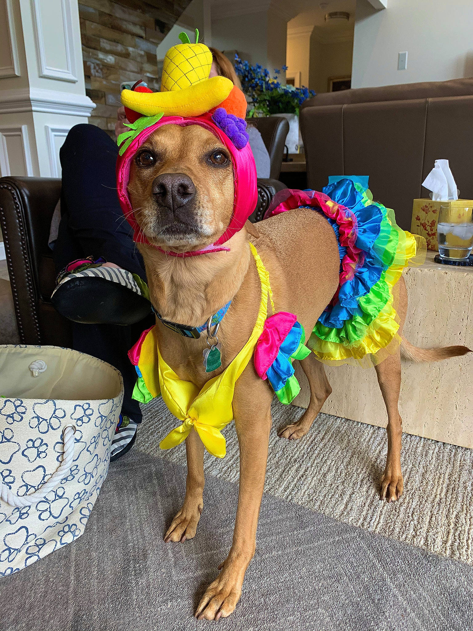 Sadie joined the competition — help win amazing prizes! canidae, carnivore, chair, collar, companion_dog, dog, dog_breed, dog_clothes, dog_collar, dog_supply, eyewear, fashion_accessory, fawn, hat, leash, personal_protective_equipment, pet_supply, snout, sporting_group, working_animal