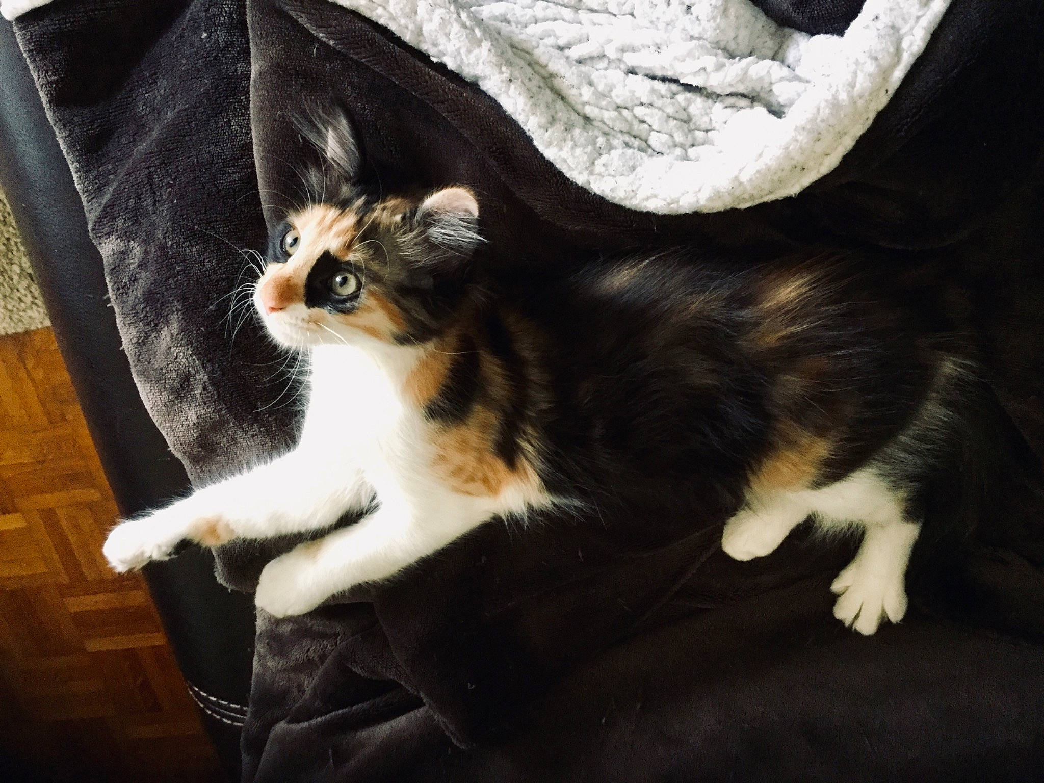 Queeny a rejoint le concours — aidez-le/la à gagner de superbes lots ! american_curl, american_wirehair, asian, carnivore, cat, domestic_short_haired_cat, ear, european_shorthair, eye, fawn, felidae, fur, kitten, mammal, norwegian_forest_cat, paw, polydactyl_cat, small_to_medium_sized_cats, tail, whiskers