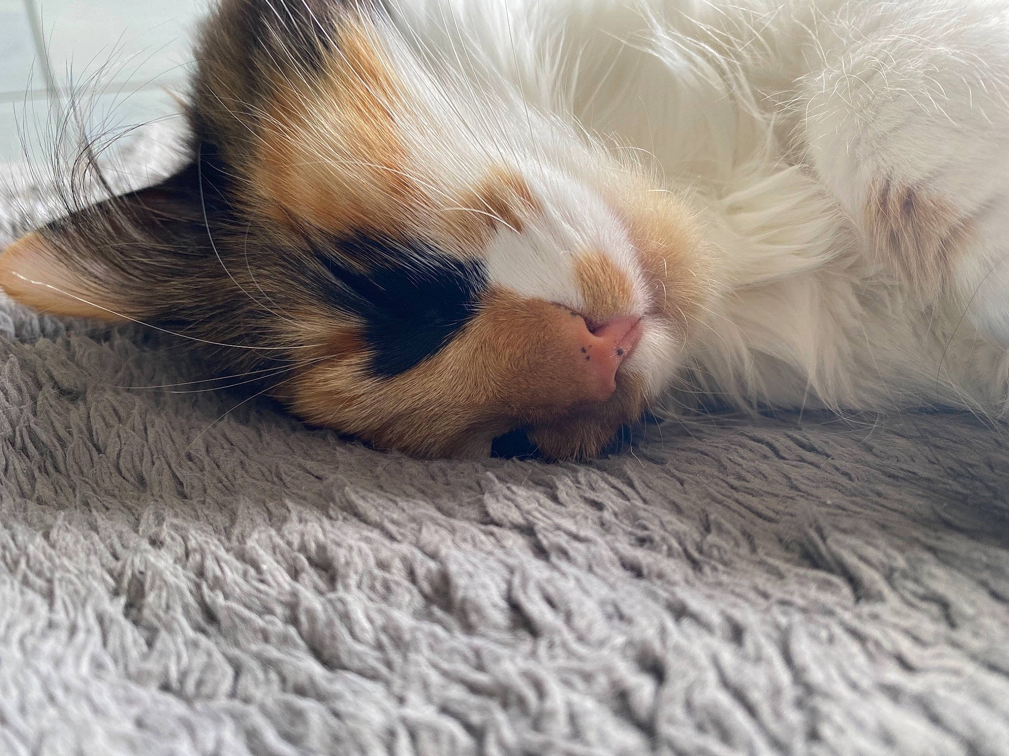 Queeny a rejoint le concours — aidez-le/la à gagner de superbes lots ! carnivore, cat, claw, close_up, comfort, domestic_short_haired_cat, eye, fawn, felidae, flooring, foot, human_body, leg, paw, small_to_medium_sized_cats, snout, tail, textile, whiskers, wood