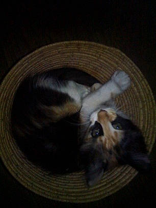 Queeny participe au concours pour gagner de l'argent avec cette photo : canidae, carnivore, darkness, dog, dog_breed, ear, puppy, toy_dog