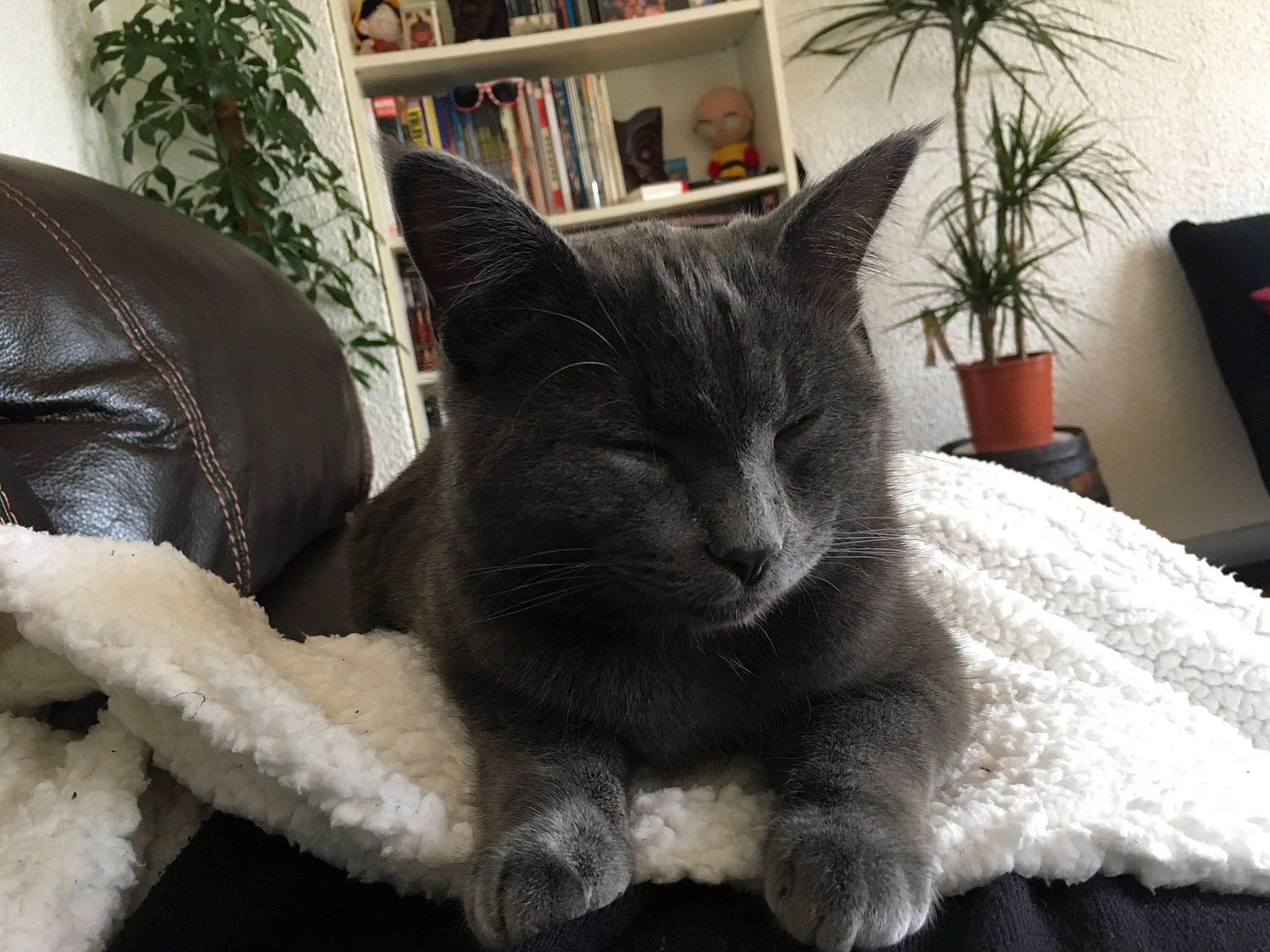 Luffy participe au concours pour gagner de l'argent avec cette photo : asian, black_cat, carnivore, cat, chair, comfort, cushion, domestic_short_haired_cat, ear, felidae, fur, furniture, korat, nap, pillow, room, russian_blue, small_to_medium_sized_cats, tail, whiskers