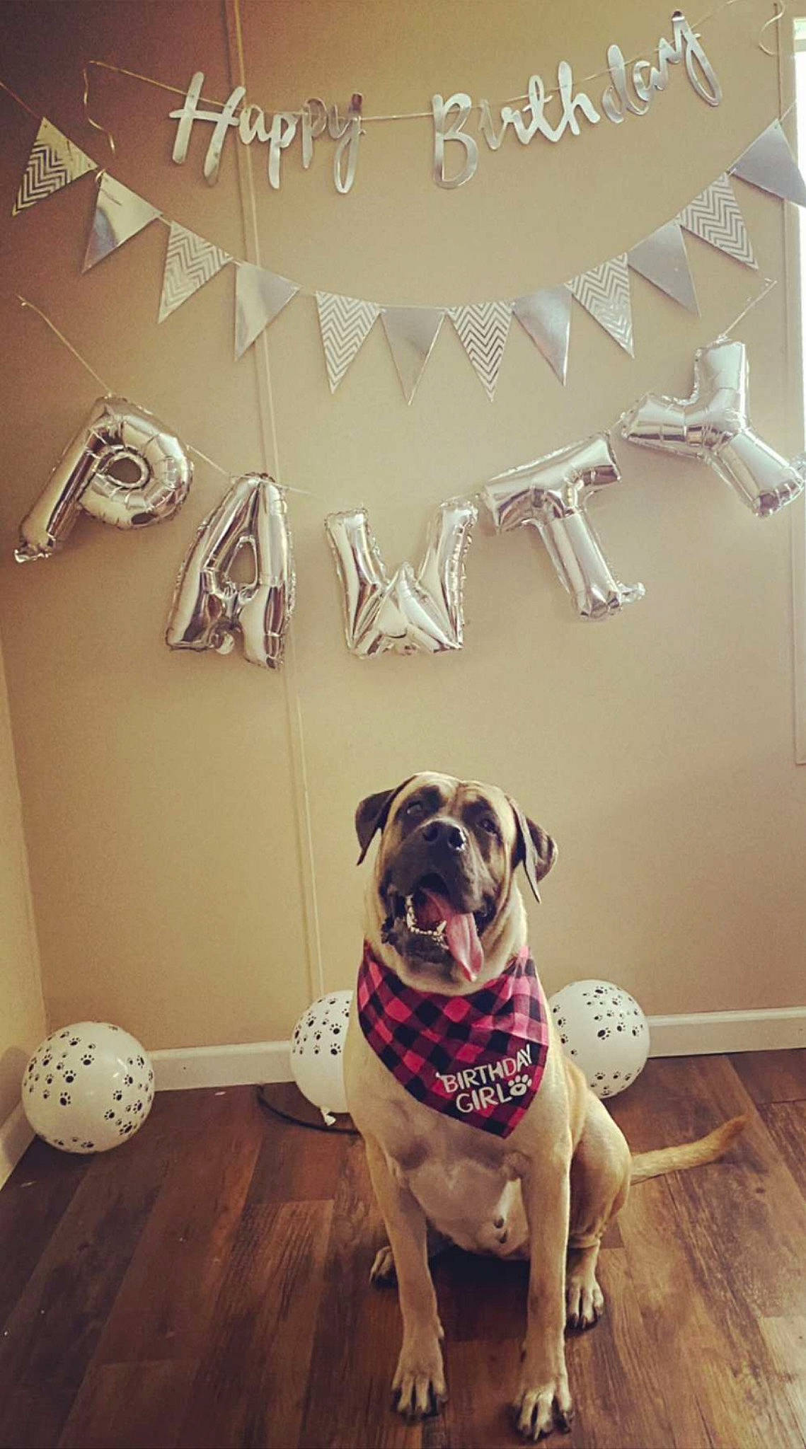 Magnolia is registered to the contest to win money with this photo: carnivore, chair, clock, companion_dog, dog, dog_breed, fawn, floor, flooring, font, grey, hardwood, plant, porch, pug, snout, wall, watch, window, wood