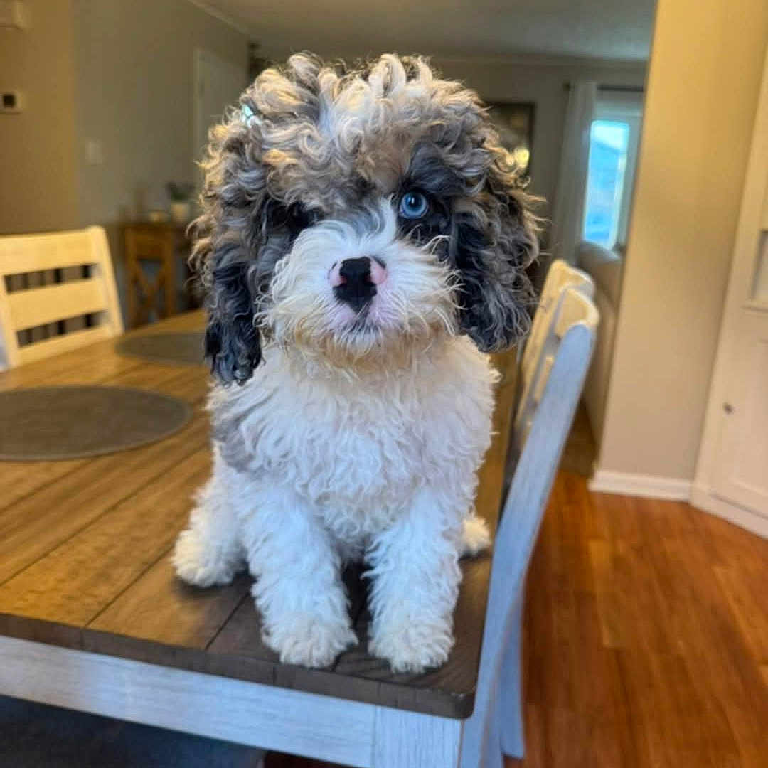 Blu is registered to the contest to win money with this photo: animal, blue_eyes, chair, cozy, curious, curly_fur, cute, dining_room, dog, domestic_animal, flooring, furniture, home, indoor, pet, puppy, sitting, table, wooden_table, young_dog