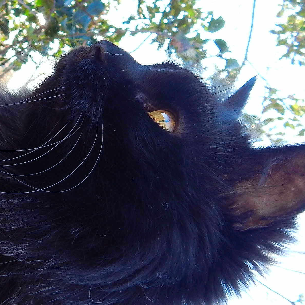 Archie is registered to the contest to win money with this photo: