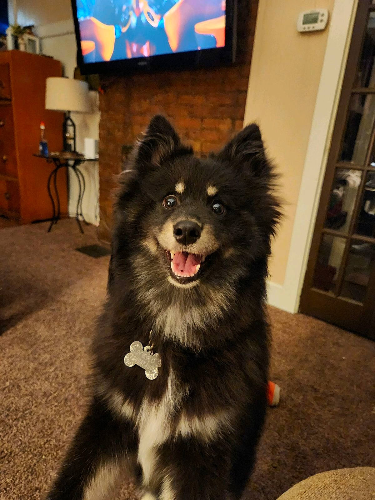 Nero is registered to the contest to win money with this photo: cabinetry, canidae, carnivore, companion_dog, dog, dog_breed, door, flooring, fur, giant_dog_breed, hardwood, herding_dog, led_backlit_lcd_display, picture_frame, snout, sporting_group, television, television_set, working_animal, working_dog