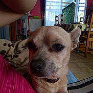 Filou participe au concours pour gagner de l'argent avec cette photo : carnivoran, chihuahua, companion_dog, corgi_chihuahua, dog, dog_breed, dog_breed_group, dog_like_mammal, puppy, snout, toy_dog, whiskers