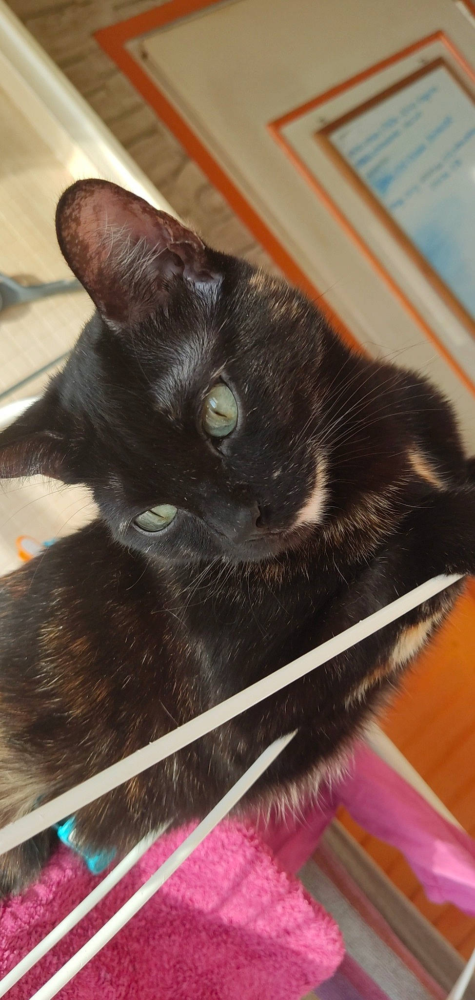 Kimi a rejoint le concours — aidez-le/la à gagner de superbes lots ! black_cat, carnivore, cat, claw, comfort, domestic_short_haired_cat, ear, felidae, fur, mammal, paw, small_to_medium_sized_cats, snout, tail, terrestrial_animal, vertebrate, whiskers