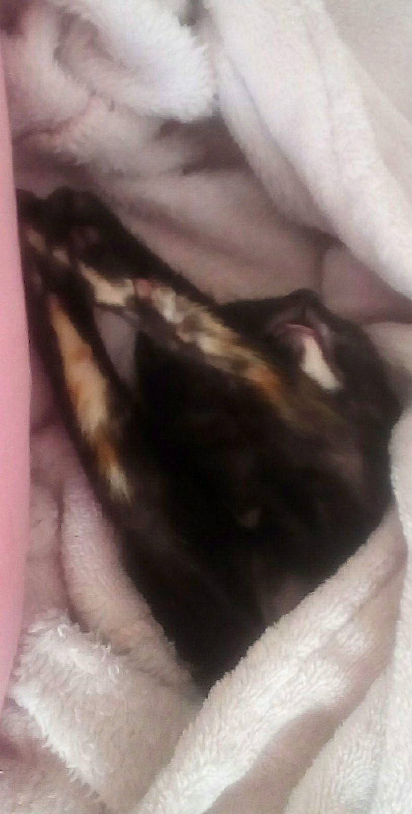 Kimi participe au concours pour gagner de l'argent avec cette photo : canidae, carnivore, cat, claw, comfort, dog_breed, eye, felidae, fur, gesture, hair, human_body, paw, small_to_medium_sized_cats, snout, sporting_group, tail, whiskers