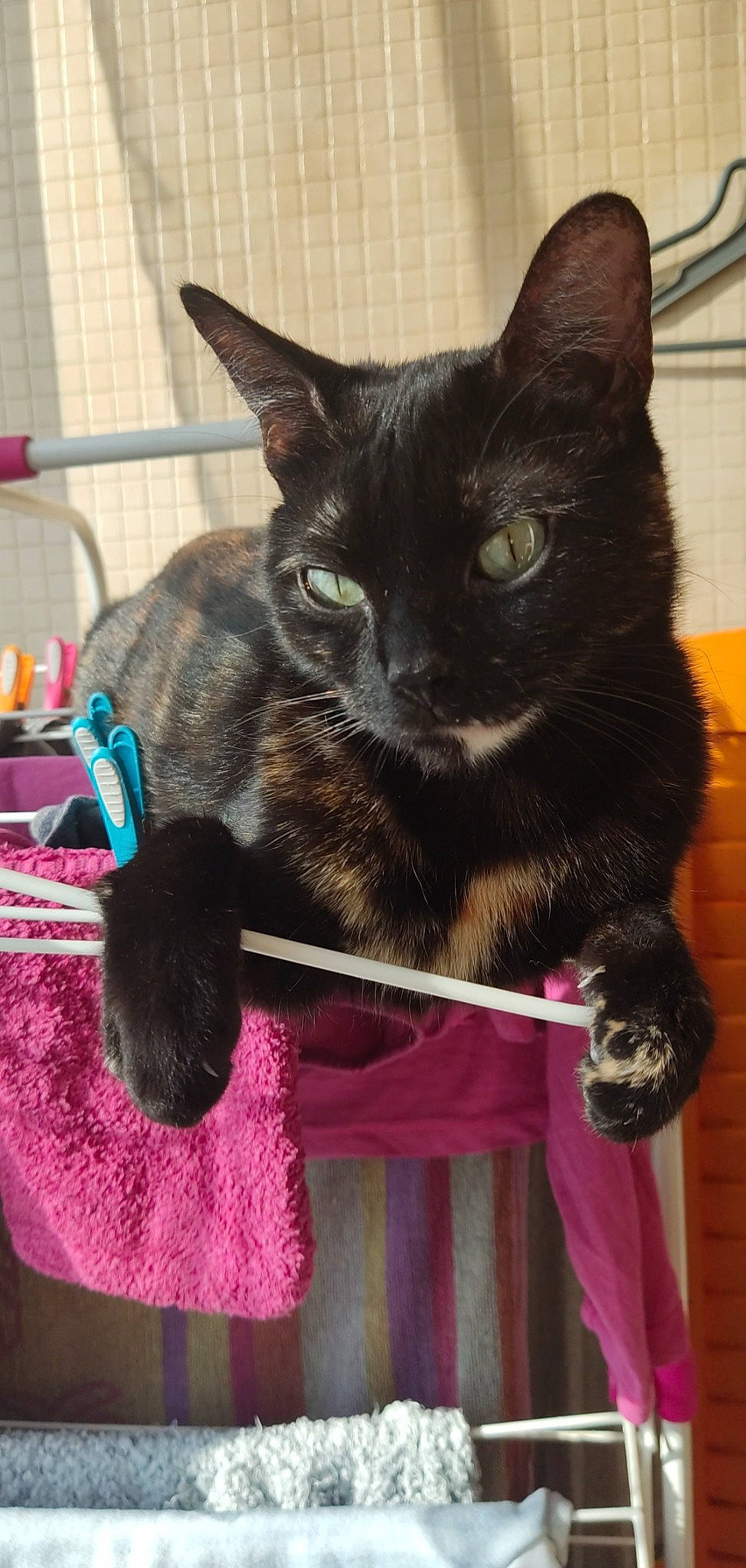 Kimi a rejoint le concours — aidez-le/la à gagner de superbes lots ! black_cat, bombay, box, carnivore, cat, cat_furniture, cat_supply, claw, collar, domestic_short_haired_cat, felidae, fur, havana_brown, magenta, mammal, pet_supply, small_to_medium_sized_cats, snout, tail, whiskers