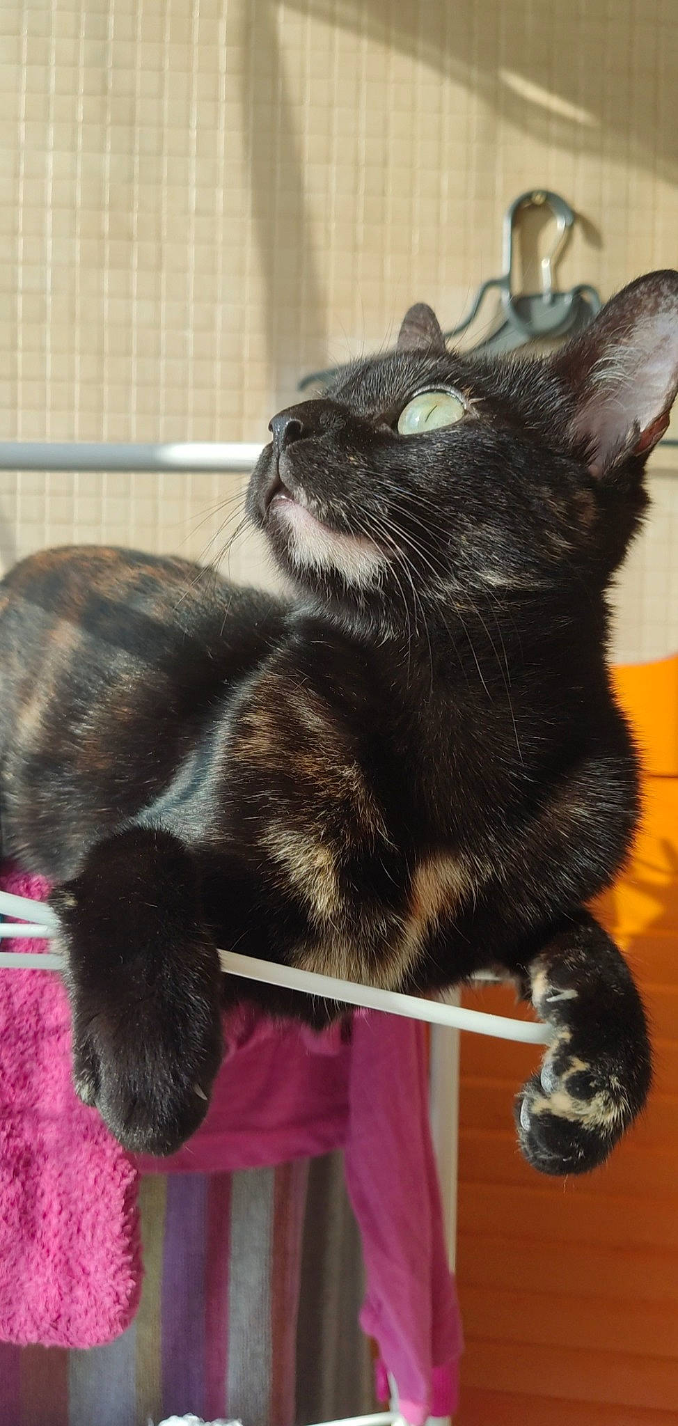 Kimi participe au concours pour gagner de l'argent avec cette photo : black_cat, bombay, carnivore, cat, claw, comfort, domestic_short_haired_cat, ear, felidae, fur, natural_material, paw, small_to_medium_sized_cats, snout, tail, terrestrial_animal, whiskers