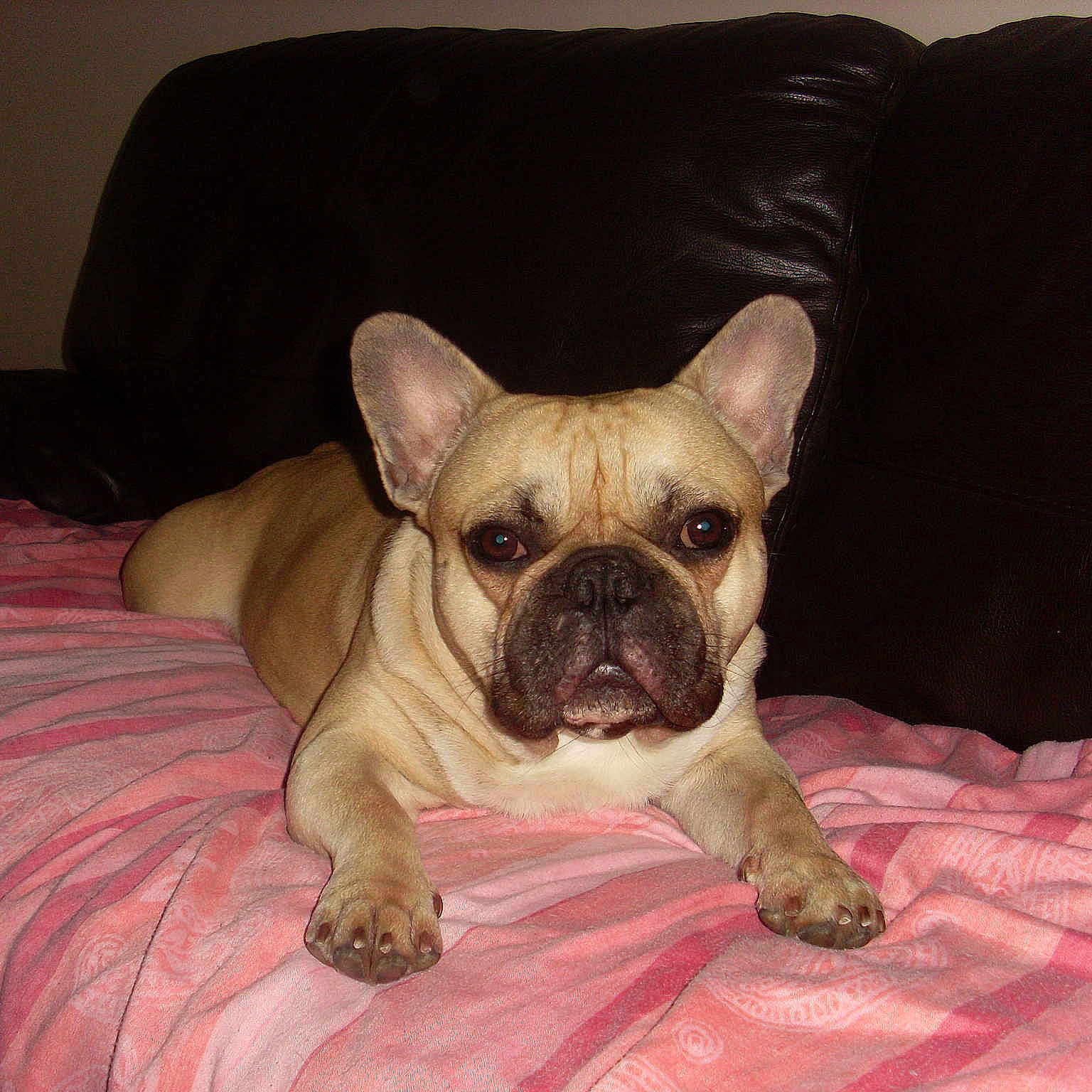 Pumba