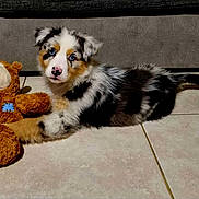 Altesse participe au concours pour gagner de l'argent avec cette photo : puppy, dog, blue_eyes, teddy_bear, stuffed_animal, floor, tile, indoor, pet, cute, fluffy, lying_down, young, animal, fur, adorable, companion, playful, home, curious
