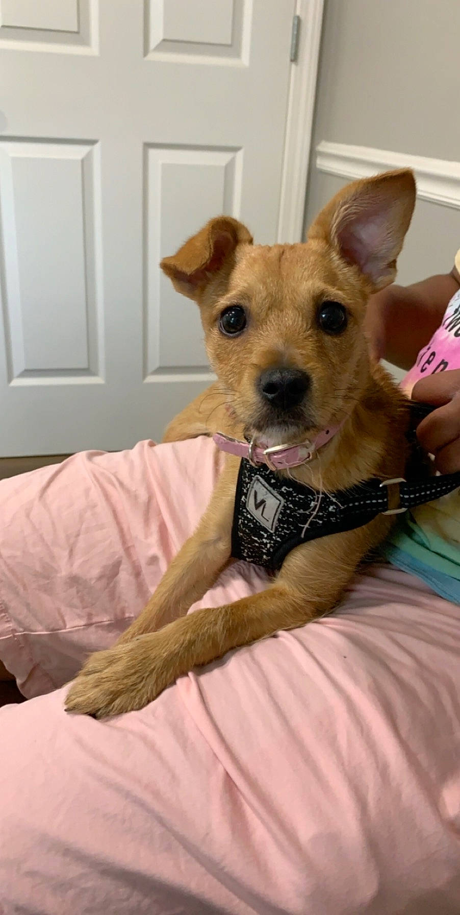 Toga joined the competition — help win amazing prizes! border_terrier, canidae, carnivore, chihuahua, companion_dog, dog, dog_breed, fawn, mammal, puppy, rare_breed_dog, snout, terrier, vertebrate