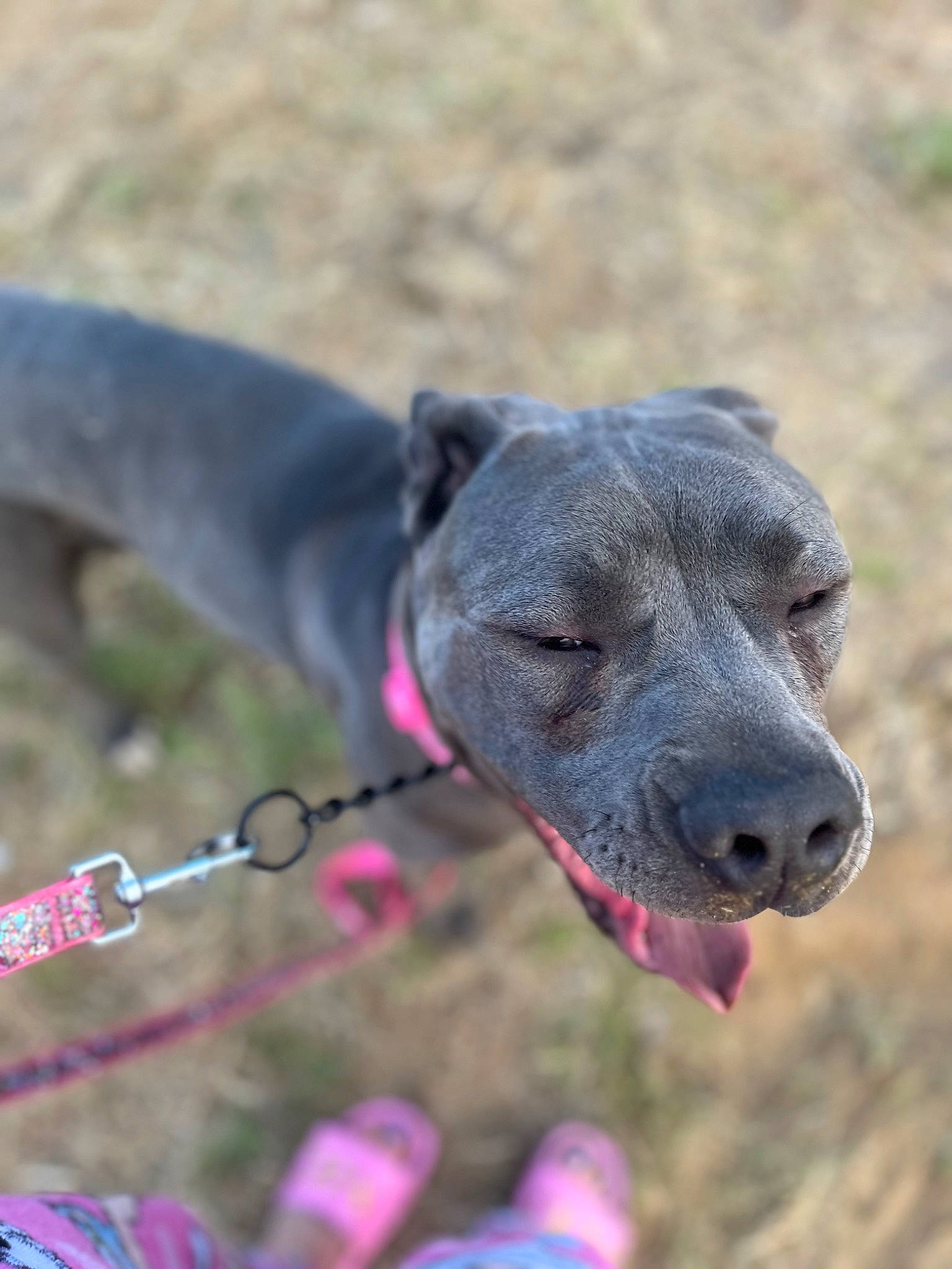 Athena joined the competition — help win amazing prizes! canidae, carnivore, collar, companion_dog, dog, dog_breed, dog_collar, fawn, grass, magenta, mexican_hairless_dog, non_sporting_group, rampur_greyhound, sporting_group, terrestrial_animal, working_animal