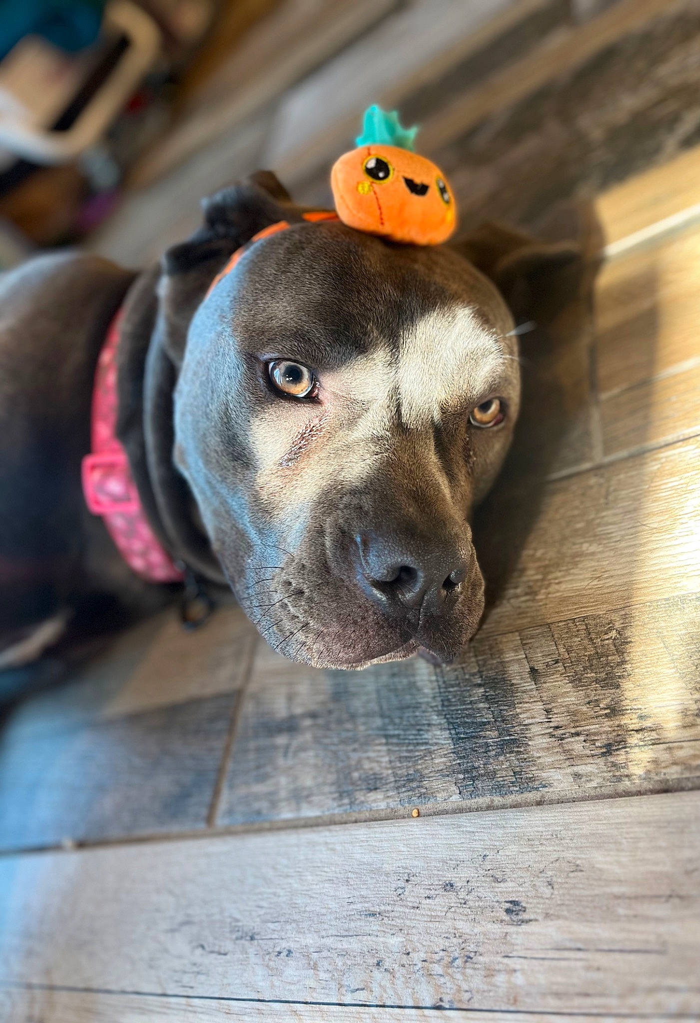 Athena is registered to the contest to win money with this photo: ball, canidae, carnivore, collar, companion_dog, dog, dog_breed, dog_collar, dog_supply, eye, fawn, leash, personal_protective_equipment, pet_supply, snout, sporting_group, water, whiskers, wood, working_animal