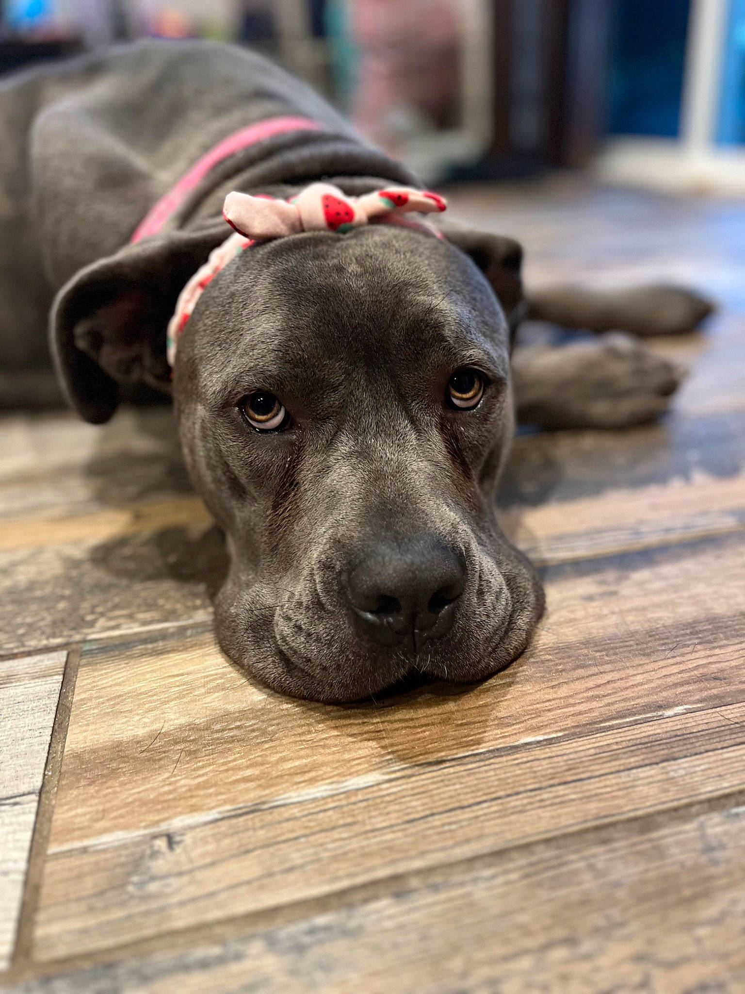 Athena joined the competition — help win amazing prizes! canidae, carnivore, collar, companion_dog, dog, dog_breed, dog_collar, eye, fawn, flooring, grey, guard_dog, hardwood, plank, snout, terrestrial_animal, whiskers, wood, working_animal, wrinkle