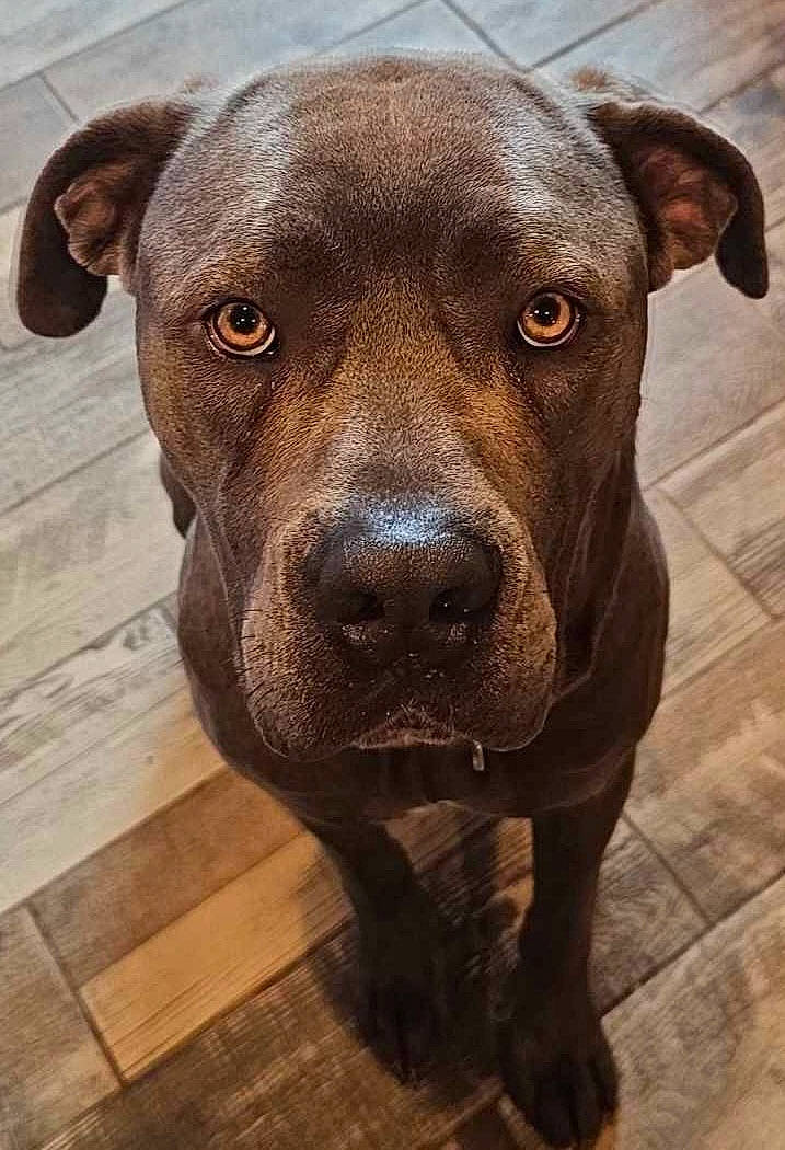 Athena is registered to the contest to win money with this photo: borador, canidae, carnivore, companion_dog, dog, dog_breed, fawn, flooring, fur, hardwood, liver, plant, sculpture, snout, sporting_group, terrestrial_animal, tile_flooring, whiskers, wood, working_animal