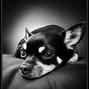Rita a rejoint le concours — aidez-le/la à gagner de superbes lots ! dog, puppy, chihuahua, black_and_white, portrait, close_up, lying_down, cushion, indoor, pet, animal, ears, eyes, nose, fur, relaxed, sleepy, cute, monochrome, photography