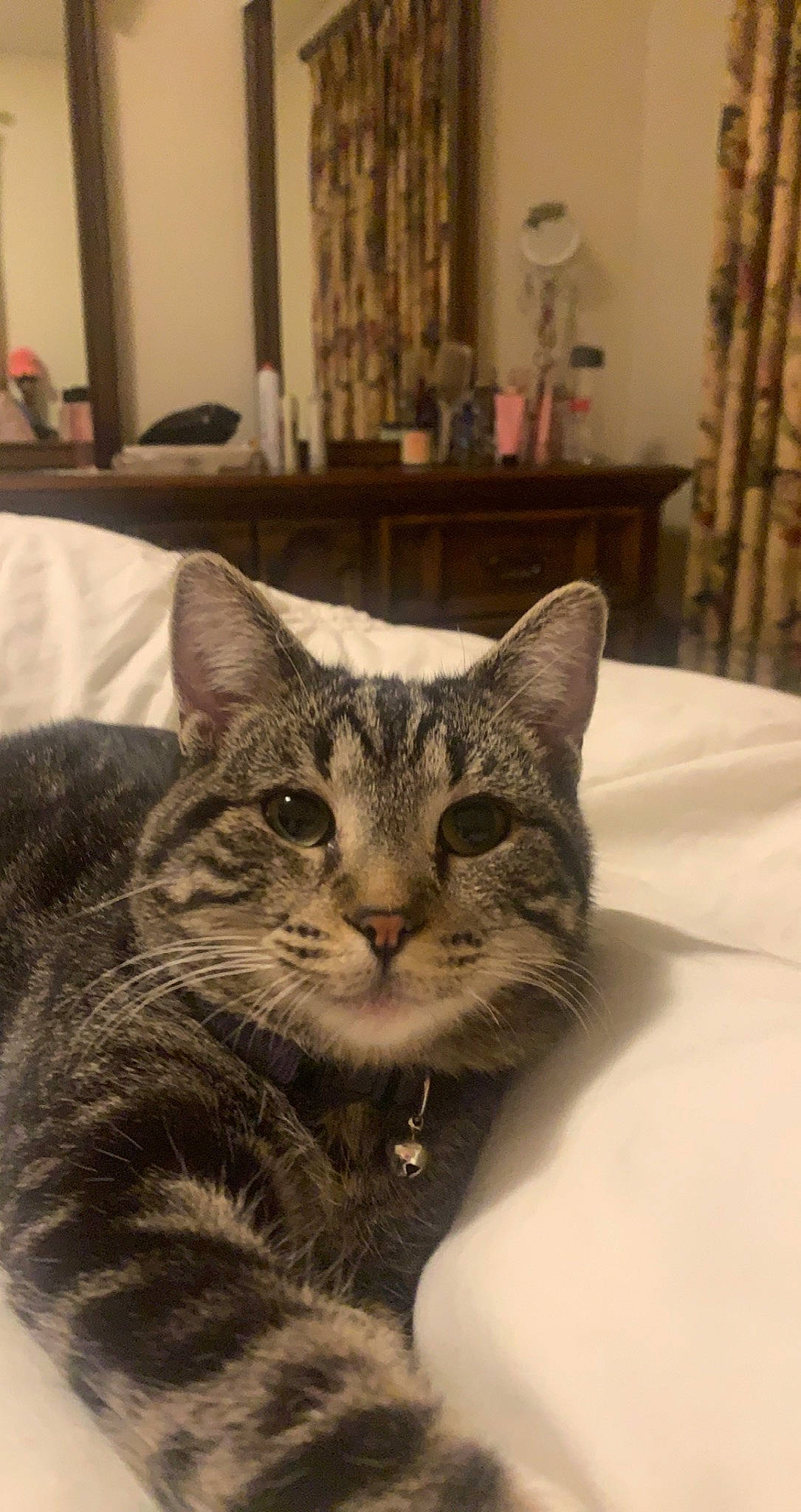 Flick is registered to the contest to win money with this photo: carnivore, cat, claw, comfort, curtain, domestic_short_haired_cat, door, felidae, flooring, fur, furniture, grey, paw, picture_frame, room, small_to_medium_sized_cats, snout, whiskers, window, wood