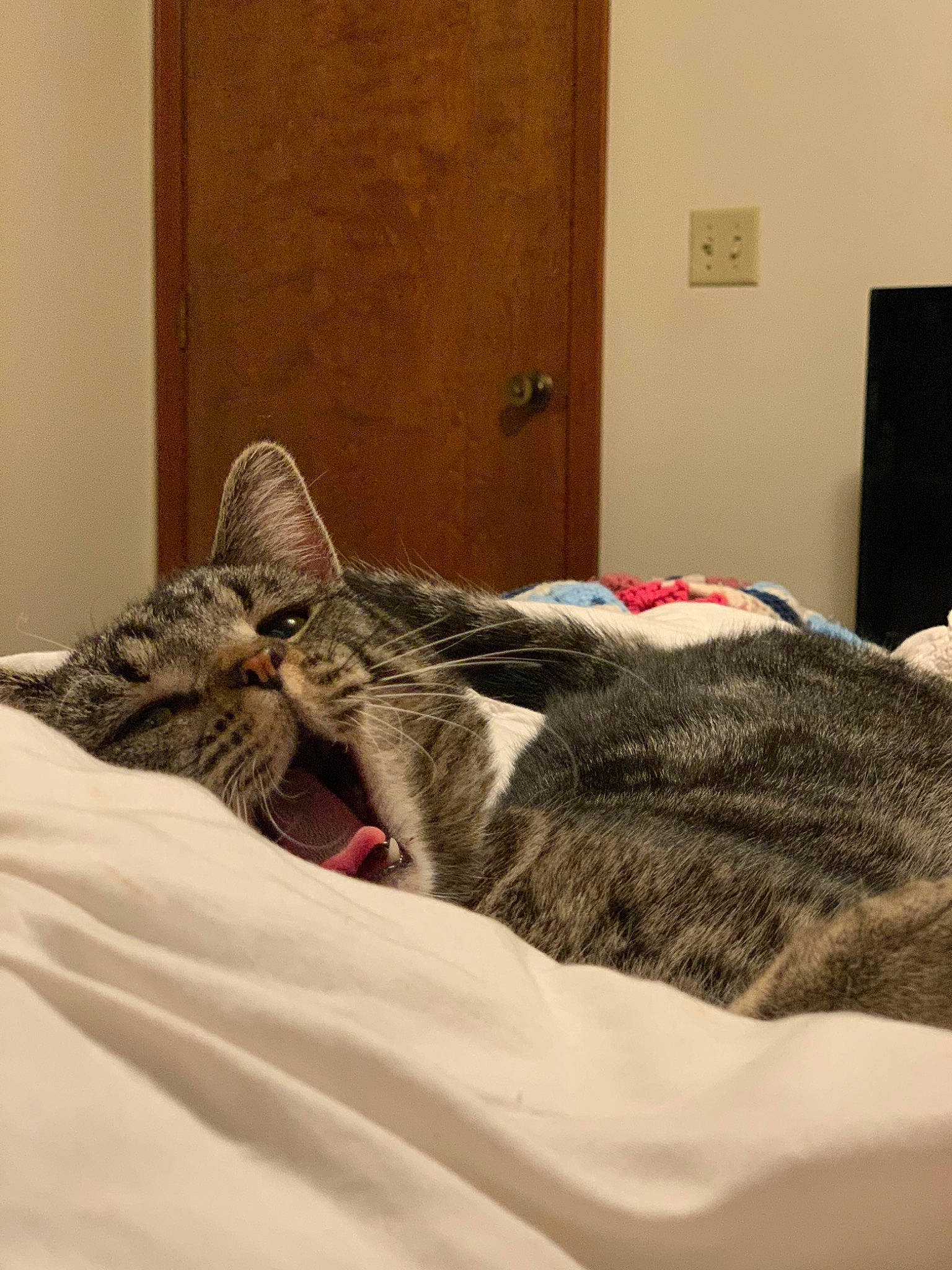 Flick is registered to the contest to win money with this photo: bed, bed_sheet, bedding, carnivore, cat, comfort, couch, domestic_short_haired_cat, felidae, fur, furniture, grey, linens, nap, small_to_medium_sized_cats, snout, table, tail, textile, whiskers