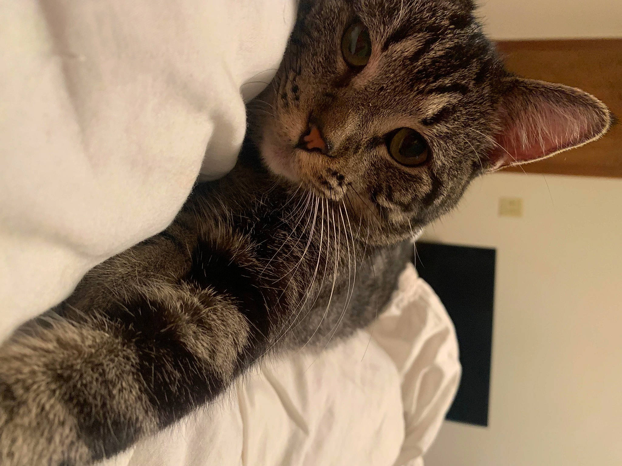 Flick is registered to the contest to win money with this photo: carnivore, cat, claw, comfort, domestic_short_haired_cat, ear, felidae, fur, gesture, nail, paw, small_to_medium_sized_cats, snout, tail, whiskers