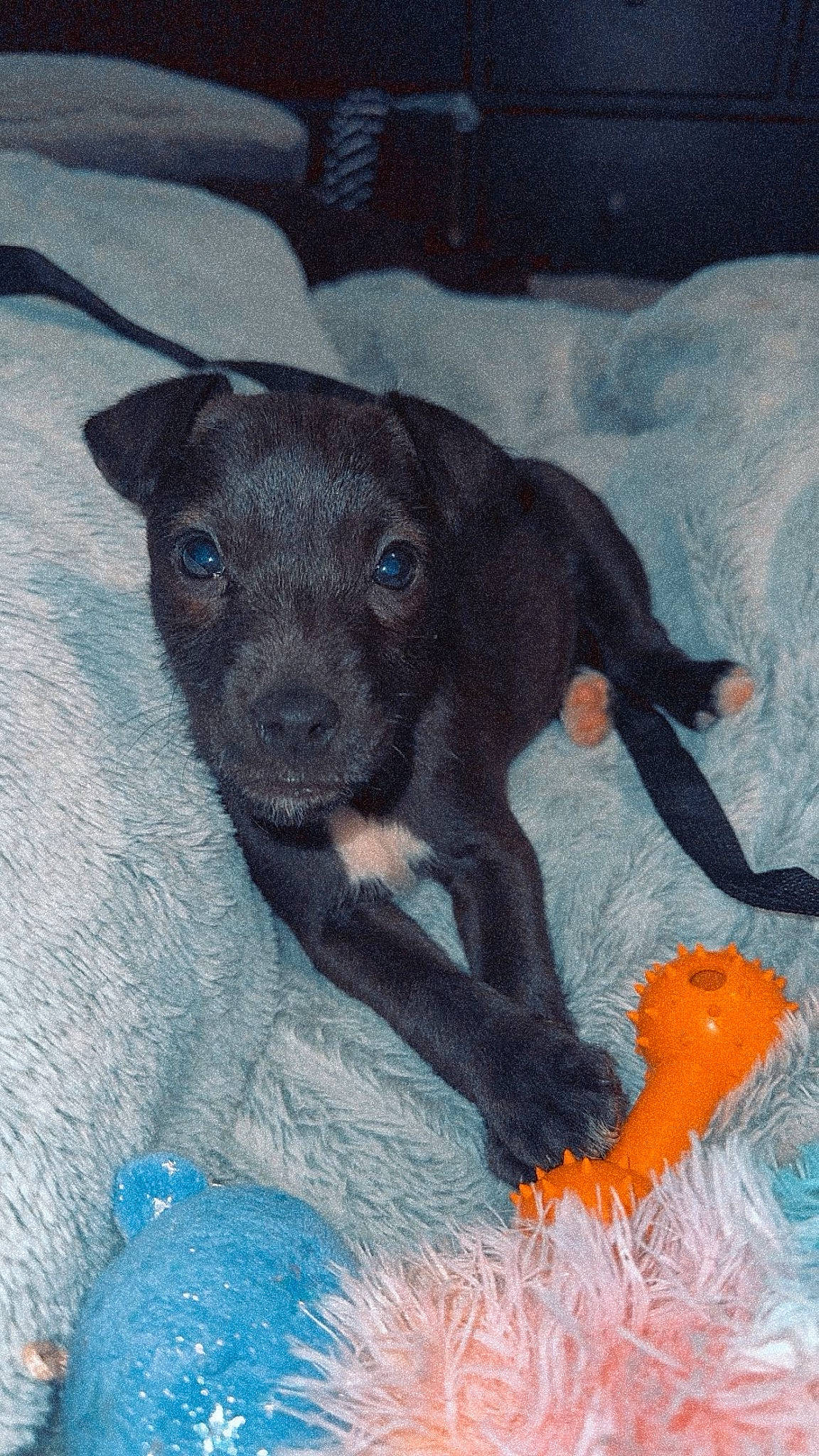 Coco joined the competition — help win amazing prizes! art, art_paint, borador, canidae, carnivore, companion_dog, dog, dog_breed, drawing, guard_dog, liver, paint, painting, sporting_group, tail, terrestrial_animal, toy_dog, visual_arts, whiskers, working_animal