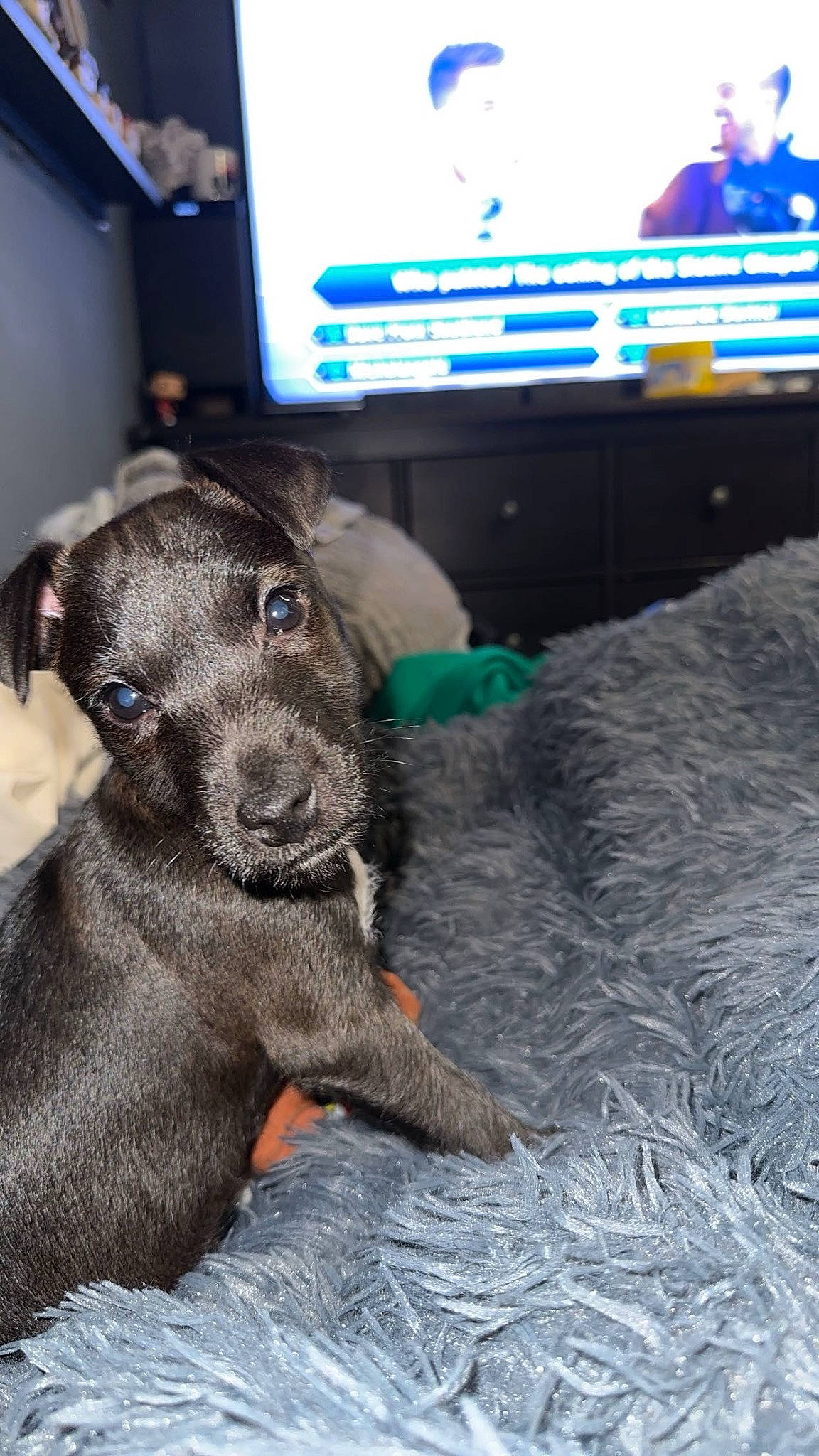 Coco is registered to the contest to win money with this photo: borador, carnivore, companion_dog, dog, dog_breed, fur, gun_dog, liver, sporting_group, terrestrial_animal, vertebrate, working_animal