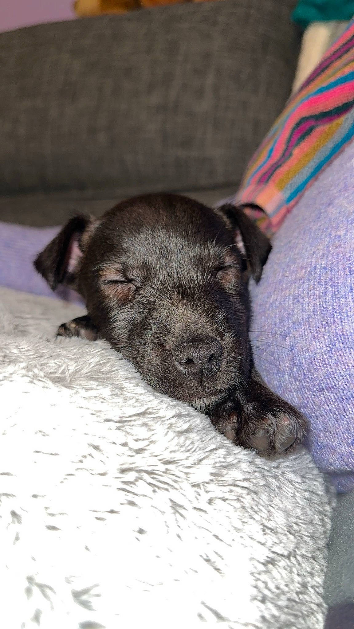 Coco is registered to the contest to win money with this photo: canidae, carnivore, claw, comfort, companion_dog, dog, dog_breed, fur, liver, non_sporting_group, paw, puppy, sporting_group, terrestrial_animal, whiskers, working_animal