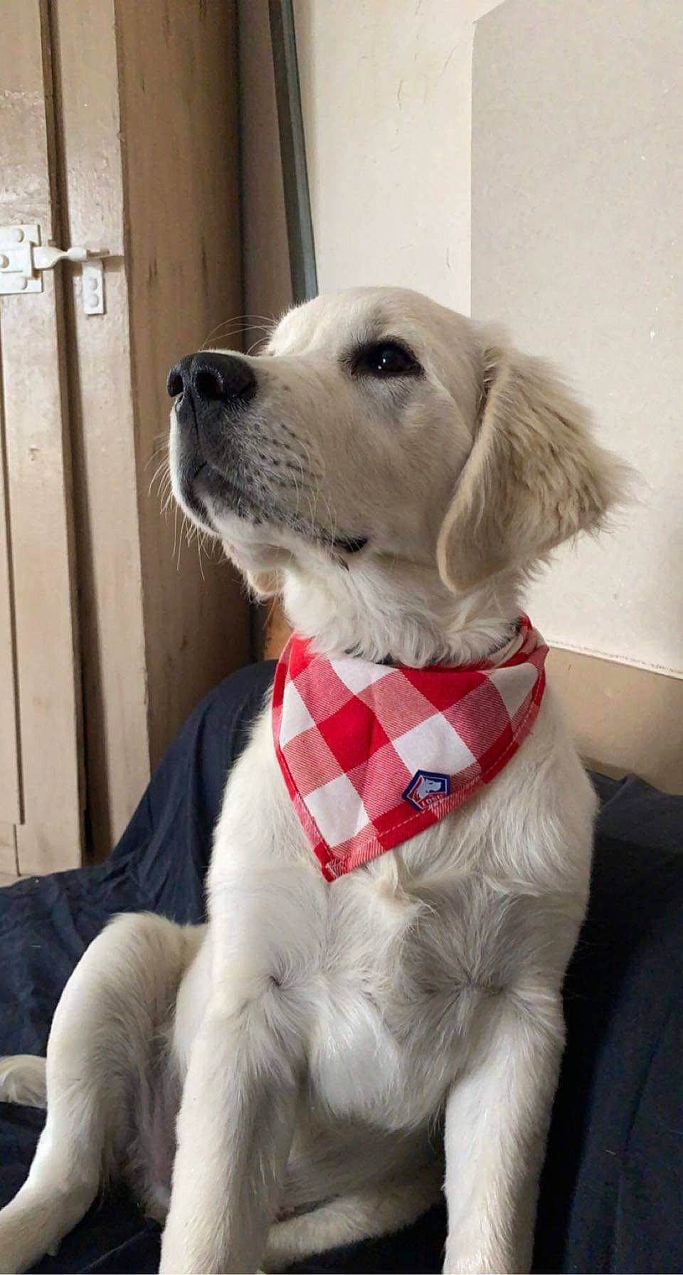 Gandhi a rejoint le concours — aidez-le/la à gagner de superbes lots ! carnivore, collar, companion_dog, dog, dog_breed, dog_clothes, dog_collar, dog_supply, fawn, fur, labrador_retriever, mammal, pet_supply, puppy_love, retriever, snout, sporting_group, tie, whiskers, working_animal