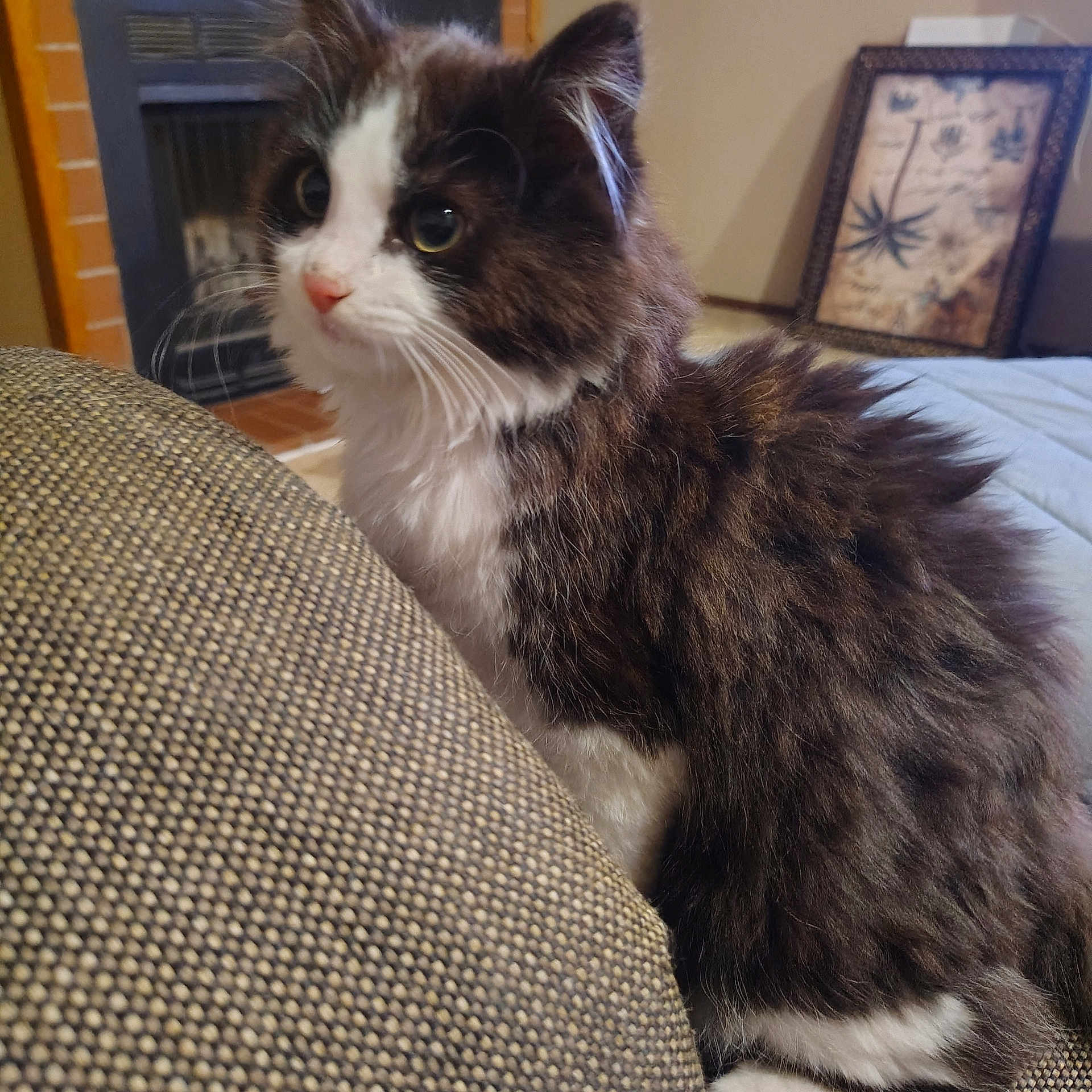 Oreo