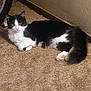 Oreo is registered to the contest to win money with this photo: cat, black_and_white, carpet, indoor, pet, animal, feline, resting, curious, tail, whiskers, pink_nose, fur, domestic, cute, lying_down, household, cozy, corner, wall