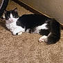 Oreo is registered to the contest to win money with this photo: cat, black_and_white, feline, pet, carpet, indoor, animal, fluffy_tail, relaxed, lying_down, curious, whiskers, ears, paws, pink_nose, fur, domestic_cat, home, wall, resting