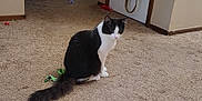 Oreo is registered to the contest to win money with this photo: cat, indoor, carpet, black_and_white, pet, animal, toy, door, bag, floor, curious, feline, home, sitting, tail, fur, whiskers, domestic, quiet, room