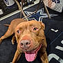 animal, brown_dog, canine, carpet, close_up, dallas_cowboys, dog, eyes, face, floor, happy, indoor, logo, mammal, mouth, nose, pet, smiling, sports_theme, tongue_out