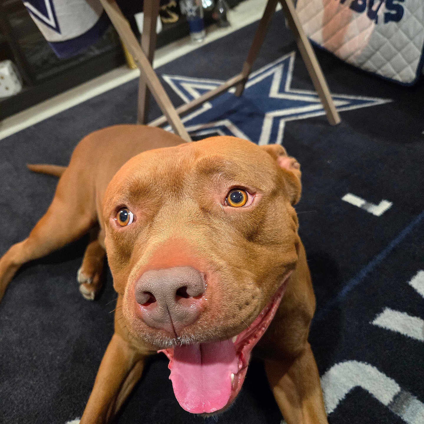 Sip is registered to the contest to win money with this photo: animal, brown_dog, canine, carpet, close_up, dallas_cowboys, dog, eyes, face, floor, happy, indoor, logo, mammal, mouth, nose, pet, smiling, sports_theme, tongue_out
