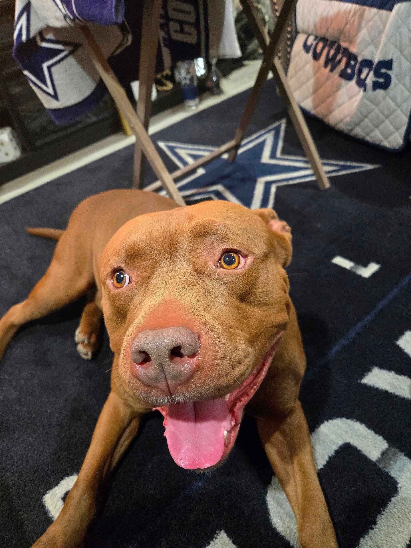 Sip is registered to the contest to win money with this photo: animal, brown_dog, canine, carpet, close_up, dallas_cowboys, dog, eyes, face, floor, happy, indoor, logo, mammal, mouth, nose, pet, smiling, sports_theme, tongue_out