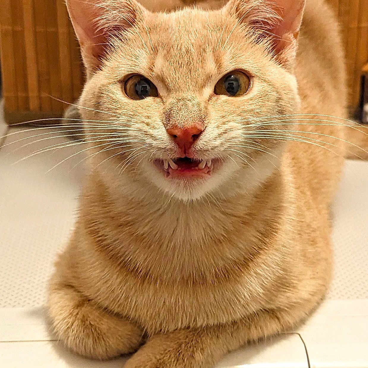 Lyxy participe au concours pour gagner de l'argent avec cette photo : abyssinian, angora, animal, box, cardboard, cat, citrusfruit, egyptiancat, food, fruit, kitten, manx, orange, person, pet, plant, produce, siamese