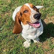 Milo is registered to the contest to win money with this photo: dog, basset_hound, grass, outdoor, pet, animal, smiling, ears, tongue, happy, sunlight, canine, mammal, white_coat, brown_coat, sitting, nature, friendly, playful, companion