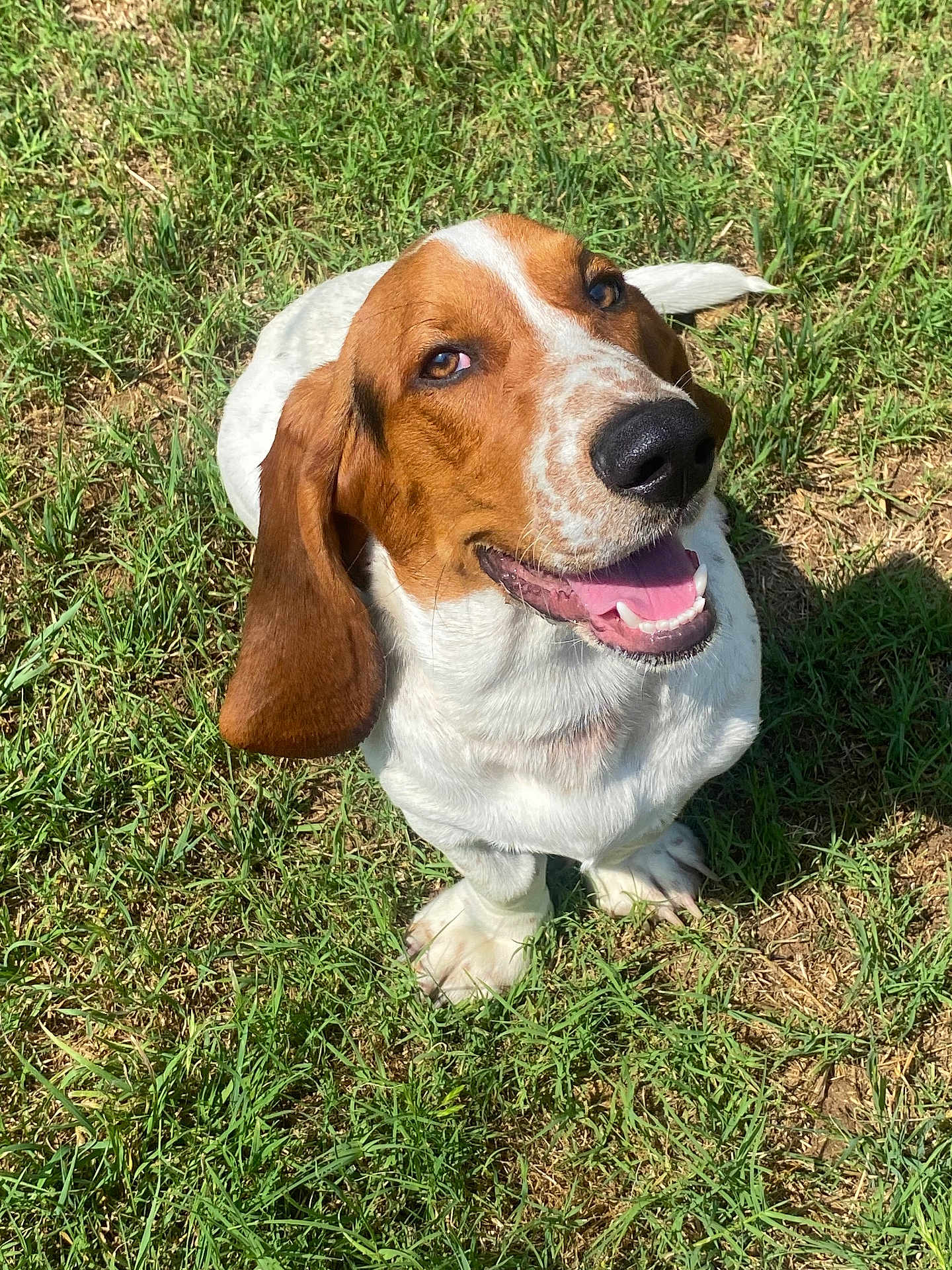 Milo is registered to the contest to win money with this photo: dog, basset_hound, grass, outdoor, pet, animal, smiling, ears, tongue, happy, sunlight, canine, mammal, white_coat, brown_coat, sitting, nature, friendly, playful, companion