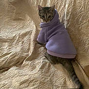 Luna is registered to the contest to win money with this photo: cat, animal, pet, indoor, couch, fabric, clothing, hoodie, purple, texture, feline, looking_back, cozy, fur, tail, home, cute, small, domestic, resting