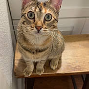 Luna joined the competition — help win amazing prizes! animal, cabinet, cat, close_up, curious, domestic_cat, ears, feline, floor, fur, green_eyes, household, indoor, kitchen, looking_up, pet, tabby_cat, whiskers, wood, wooden_stool